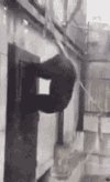 monkey.gif