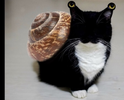 cail snat.png