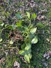 IMG_0319.jpeg