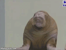 HXlxPHC.gif