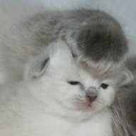 plusy