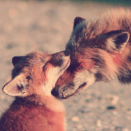 MamaFox