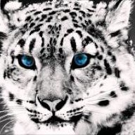 Jutre