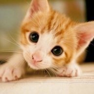 CatCollecter144