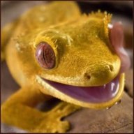 Grettythegecko