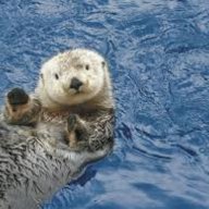 AfrozenOtter