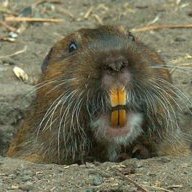 MrGopherMan