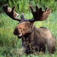 Maynard The Moose