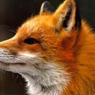 Foxtrout