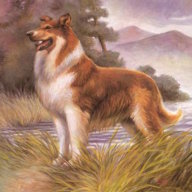 Lad a Dog