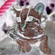 Redmargay
