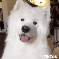 Samoyed