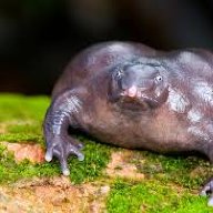 Owangster