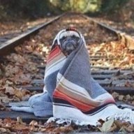 pugsandhugs