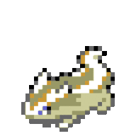 Notazigzagoon