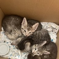 lamebagels