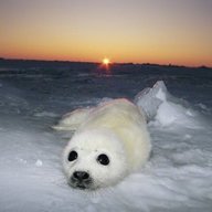 sealoo