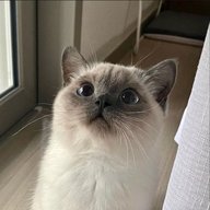 Fuwa