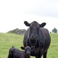 A&S Cattle