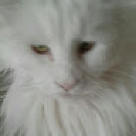 The_Catofdestruction