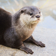 Oddball_Otter
