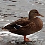Lucidirus