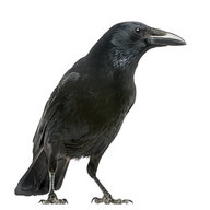 singingcrow