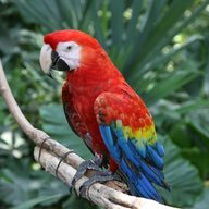 ParrotDragon
