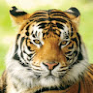 TigerRoast