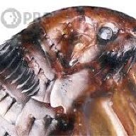 Siphonaptera