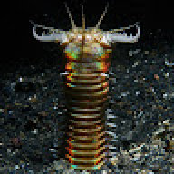 VirsyE
