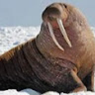 Walrus5