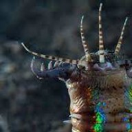 BobTheBobbitWorm