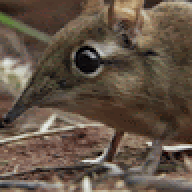 Benpie