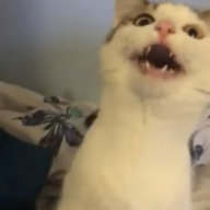 TheSaltyEevee