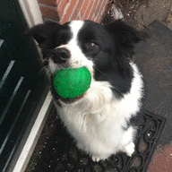 BorderCollie