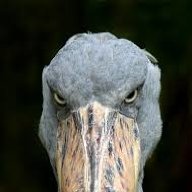 SilverEscaper