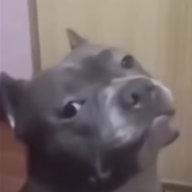 DogeTheNoob