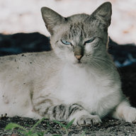 3opmateus