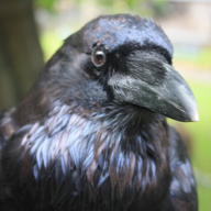 Ravenson