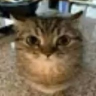 Pikoow