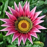 Flor de Gazania