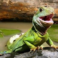 Lagarto