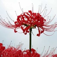 Deis Dewdrop