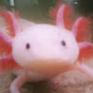 egg noodle