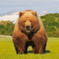HexagonBear