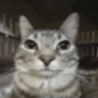 RaxenXD