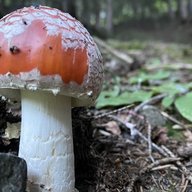 MrFuzzyFungus