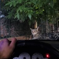 shedriz