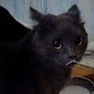 Gatosland